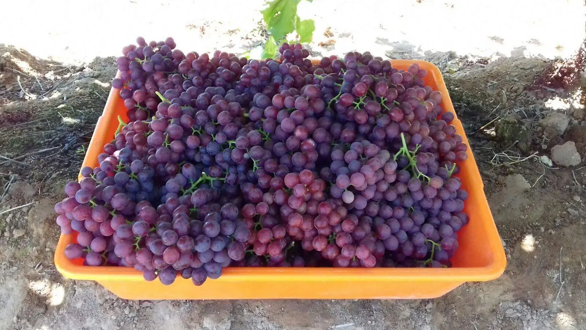 uvas granadas-01